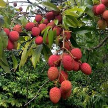 5&quot; ~ 10&quot; Tall Lychee Ly Chee Fruit Seedling Plant, Tropical Fruit Tree S... - £72.50 GBP