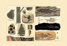 Fossil Ferns and Fish 20 x 30 Poster - £20.74 GBP