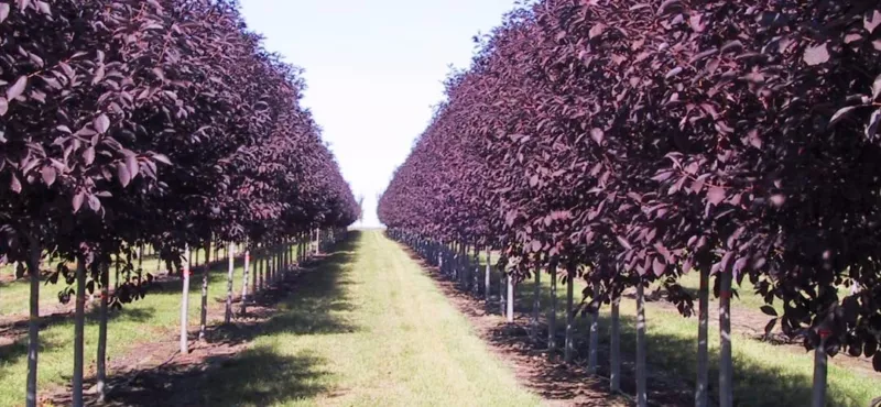 30 Purple Chokecherry Tree Seeds Shubert Chokecherry Prunus virg - £12.19 GBP