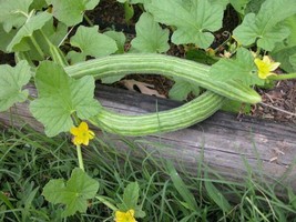 40 Armenian Yard Long Cucumber Seeds, Organic Non - Gmo , Season , Florida Garde - £10.69 GBP