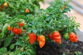 Bhut Jolokia Ghost Pepper Worlds Hottest One Million Scoville Units Hot Beautifu - $16.47