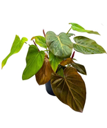 Rare Philodendron Summer Glory 6 inch McColley&#39;s Finale X Gloriosum Hybr... - €68,62 EUR