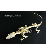 Gothic Decor Asian House Shrew Suncus Murinus Real Skeleton Taxidermy Sh... - $109.00