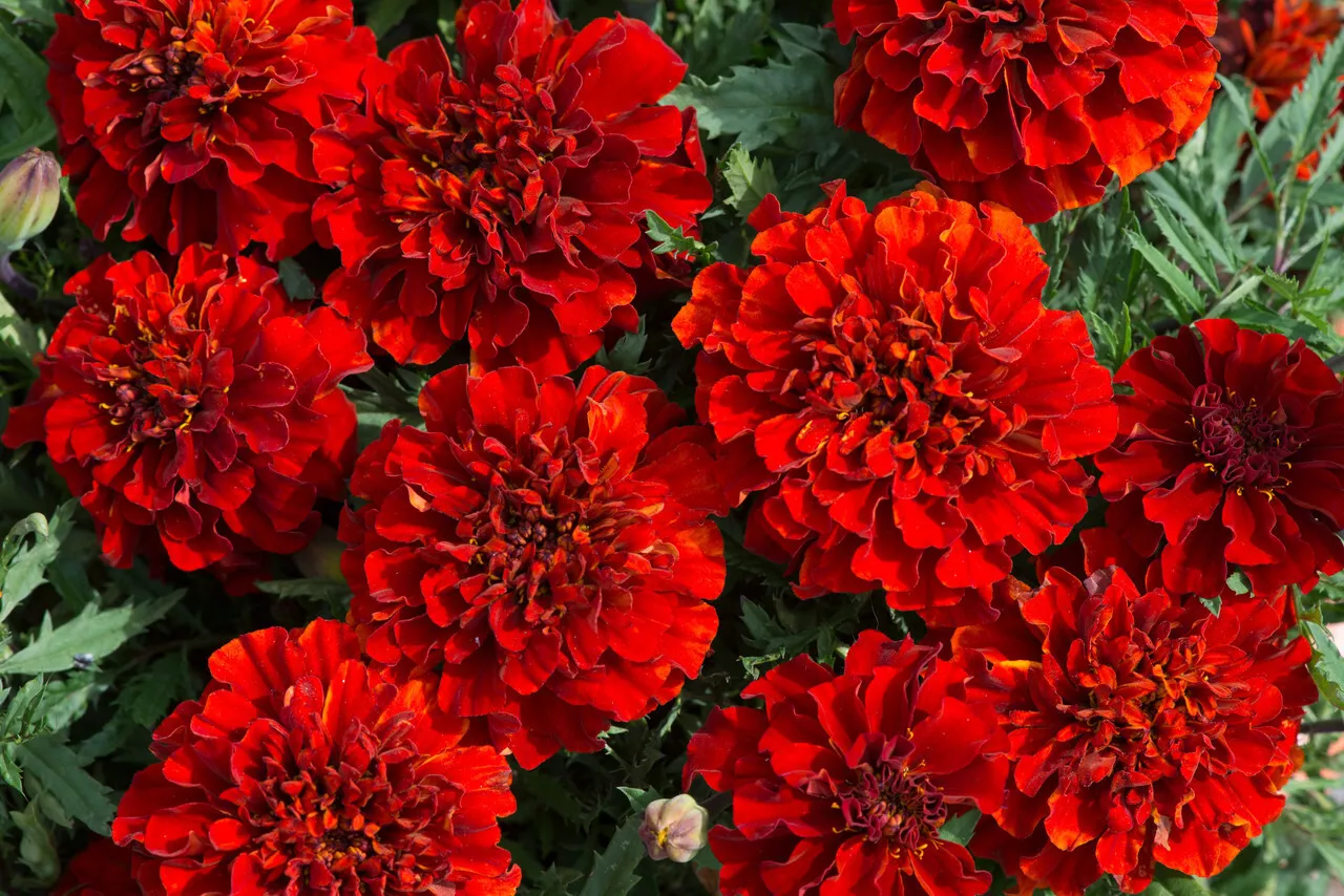 25+ French Fireball Marigold Seeds for Garden Planting - $11.00