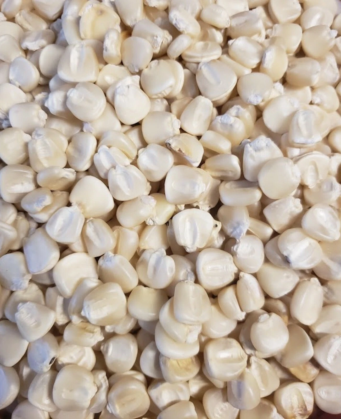 Truckers Favorite White Corn-20 Seeds - $15.19