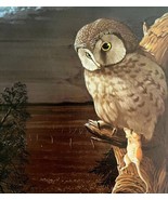 Boreal Owl &amp; Prey Art Print Color Plate Birds Of Prey Vintage Nature 197... - €30,16 EUR
