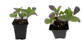 Live Plant - Long Island Improved Brussels Sprouts - 4&quot; Pot - $28.99