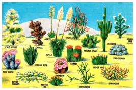 Abounding Southwestern Desert Cacti And Flora Cactus Postcard Posted 1982 - £5.48 GBP