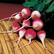SDC Melocactus Ernestii Exotic Turk&#39;S Cap Cactus Cacti Succulent Seed 20... - $19.74