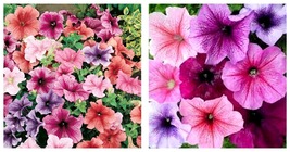 100 seeds Pansy- Swiss Giant Mix Seeds Fresh Garden Seeds - £17.57 GBP