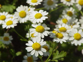 Sell Store 1000 Tanacetum Parthenium Seeds Feverfew Seeds Medicinal Plant Herb F - $8.87