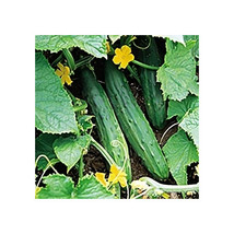 Cucumber Bush Champion Heirloom Vegetable By Seed Kingdom 150 Seeds Fresh Garden - £25.75 GBP