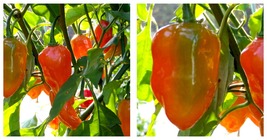 Hot Habanero Pepper Plant - 4&quot; Pot - Great in Sauces and Salsas - £36.33 GBP