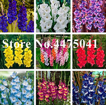 100 Pcs Striped Gladiolus Sword Lily Flowers Orchid Gladiolus Plant Gandavensis  - £4.99 GBP