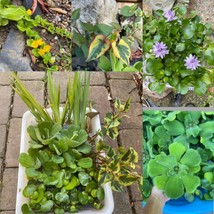 Koi Pond Plant Custom Combo U CHOOSE Floating Water Hyacinth Lettuce Iris Jenny - £9.59 GBP+