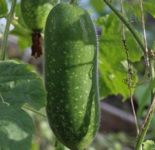 10 Fong Show Hybrid Fuzzy Gourd Seeds - Mao Gua Mokwa Non-GMO Heirloom - $7.96