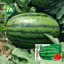 5 Bags 25 Seeds of &#39;Lanzhou P2&#39; Series: Large-Fruit, Traditional Variety - $16,318.00