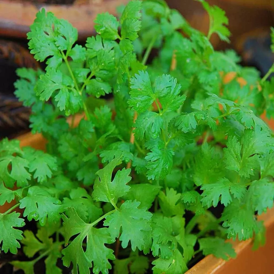 Cilantro Coriander 100 Seeds Heirloom Non-GMO Herb Seeds From Us - £6.28 GBP