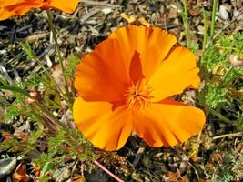 501 Golden West California Poppy Seeds Easy Native Wildflower Garden Container - £9.41 GBP