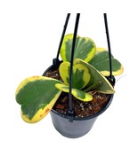 Variegated Hoya Kerrii Heart On the Vine Very Full, At least 6 Hearts, S... - $1,871.82 MXN