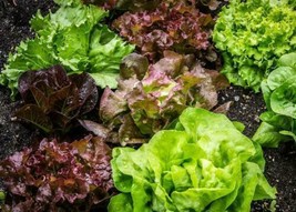 7 Varieties Lettuce : Oak Leaf Red, Prizehead, Iceberg, Hanson,Buttercrunch 2024 - £2.39 GBP