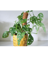 100 Seeds Monstera Adansonii - $7.99