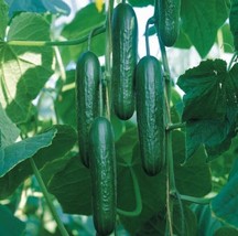 Cucumber Seed 20PCS Seeds Cucumbers Cuke Cucumis Sativus Organic Bulk Seeds - $2.80