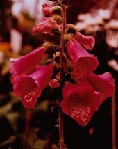 TH 50 Seeds Red Foxglove Digitalis Flower Seeds / Perennial - £12.03 GBP