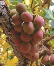 Hardy Kiwi Vine ‘Ken’s Red’ Set of 2 (Actinidia purpurea x melanandra) 4... - $75.00