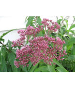 SHIPPED FROM US 100 Pink Joe Pye Weed  Eupatorium Maculatum Flower Seeds... - £15.14 GBP
