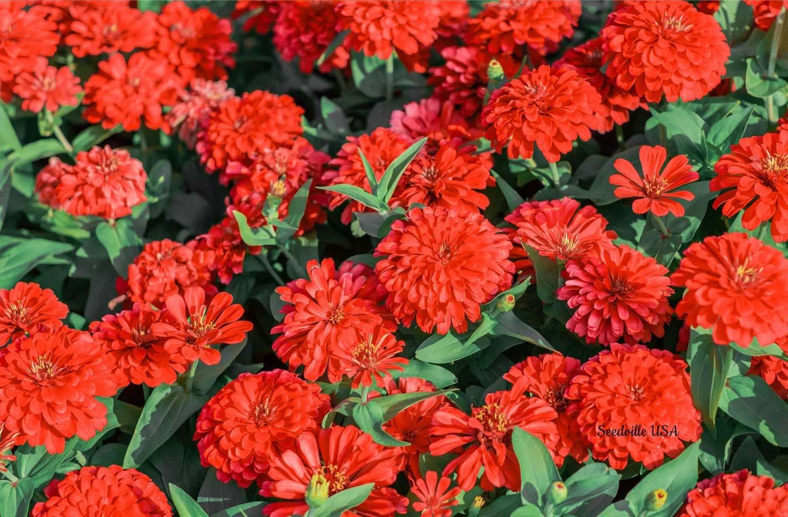 250 Red CHERRY QUEEN ZINNIA Elegans Flower Seeds - $10.11