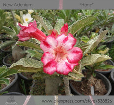 2 Seeds Variegated Adenium Obesum Harry Desert Rose Flowers Seeds #Nf290... - £8.34 GBP