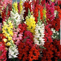 AD Snapdragon Tall Mix Seeds 2500 Tall Flower Bright Mixed Colors Home G... - $13.26