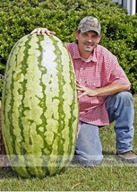 Giant Watermelon Iwanaga Giant F1 Seeds  10 Seeds  - $6.08