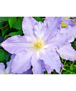15 Vancouver Sea Breeze Clematis Seeds Clematis New Fresh Garden - $21.60 CAD
