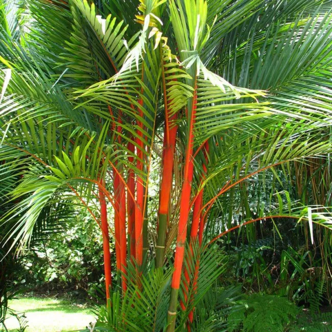 Cyrtostachys Renda Lipstick Palm Seeds Fresh Garden - £7.97 GBP