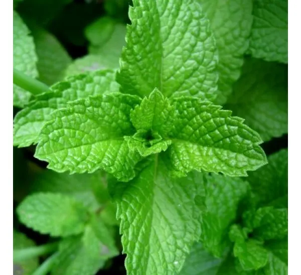 Peppermint, NON-GMO, Aromatic Perennial, Variety Packet Sizes 400 seeds - $3.99