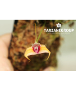 MASDEVALLIA TRAUTMANNIANA SMALL ORCHID XL MOUNTED - €95,37 EUR