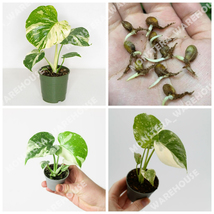 5PCs Monstera Thai Constellation Seeds Organi Limited Stock US Seller - £18.37 GBP