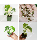 5PCs Monstera Thai Constellation Seeds Organi Limited Stock US Seller - £18.37 GBP