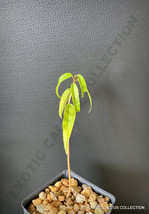 MAHOGANY Swietenia Mahagoni Hardwood Caoba Wood tree 2&quot; pot plant - $24.74