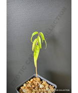 MAHOGANY Swietenia Mahagoni Hardwood Caoba Wood tree 2" pot plant - £19.77 GBP