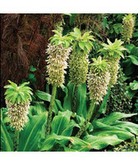 Eucomis Comosa Bicolor Pineapple Lily 5 Heirloom Seeds - €11,22 EUR