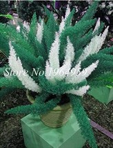 100PCS Foxtail Fern Dark Green White Colors - £9.72 GBP