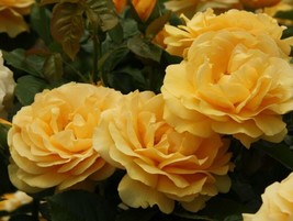 Julia Child Rose Seeds Count~Floribunda Bloom~Germination IncludedFrom US  - $8.35