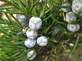 Juniperus communis seeds Juniperus chinensis Chinese common juniper graines - £4.23 GBP+