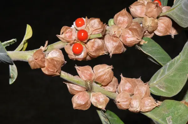 Top Seller 50 Indian Ginseng Withania Somnifera Ashwaganda Herb Flower S... - $14.60