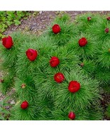 10 Pcs Peony Double Flowering Fernleaf Peony Rubra Plena Garden Plant Seeds - $309.79 MXN