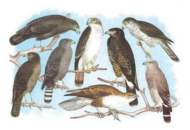 Coopers, Grubers, Harlan and Harris Buzzards, and Chicken Hawk by Theodo... - $21.99+