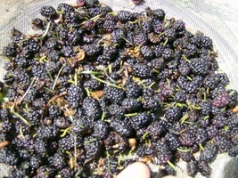 Fast Ship USA Seller 50 Black Mulberry Seeds Morus Nigra - $11.80